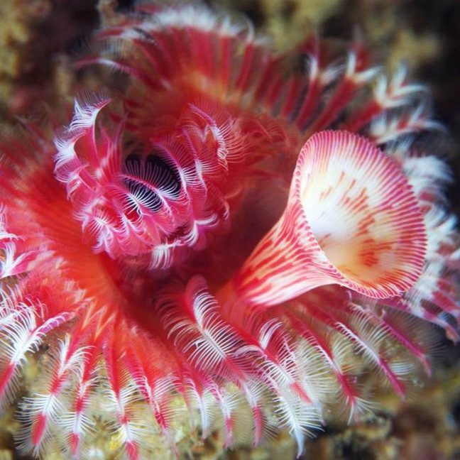 Today is #InternationalPolychaeteDay! 
 
Polychaetes are segmented worms (annelids) that are abundant in all marine and estuarine environments. 
 
Find out more: bit.ly/3r7ADmd
 
📸: Alexander Semenov