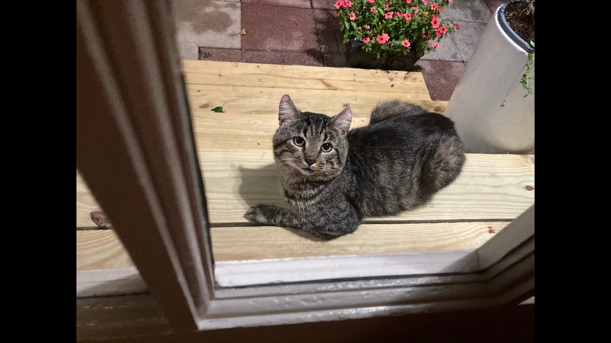 Sweet, sweet Tom Tom sitting outside old house💔💔💔. He is FIV+/ deserves better than soul less people. I will transport anywhere for the right home. #FIVcatsclub #CatsOfTwitter #Cat #CatsOnTwitter #CatsAreFamily #abandoned #animpals #homeless #help #share #RetweeetPlease