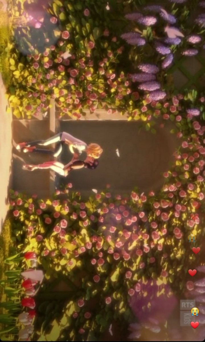vicmanequim's tweet photo. É miraculers, acabou o grande arco... tivemos essas cenas lindas e agora é esperar. Espero que no futuro estejamos todos juntos nas novas temporadas 🐞🐈‍⬛❤️

#MLBS5Spoilers https://t.co/w4uZlQcU4F