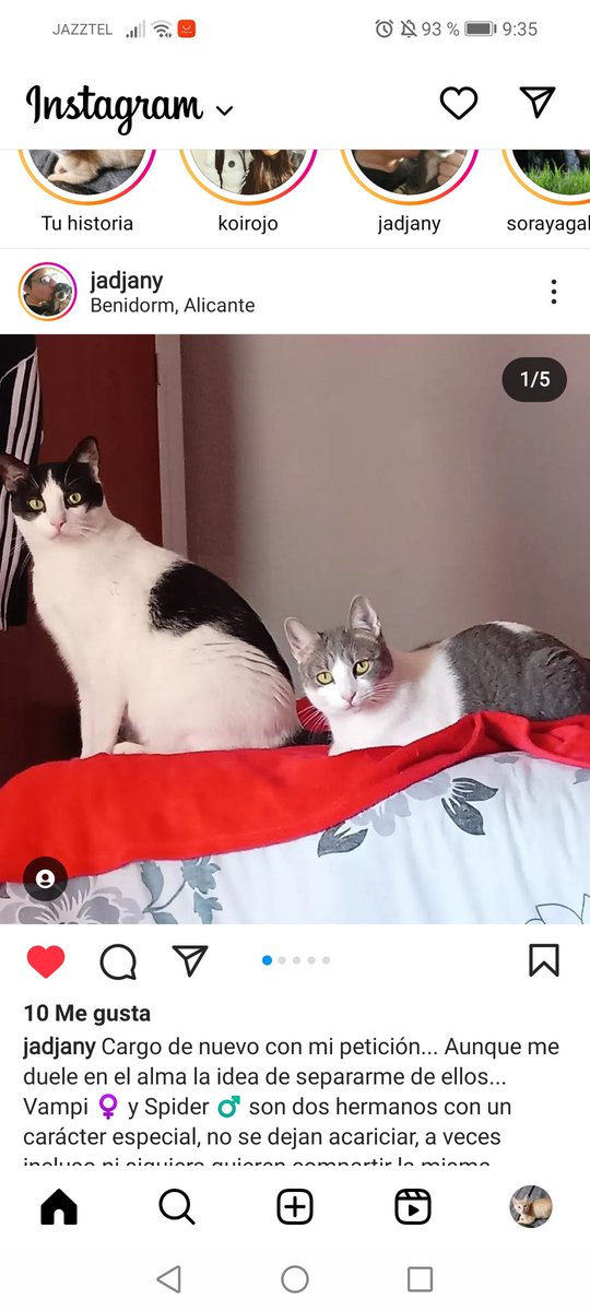 ¿Podemos dar difusión?
Es para que los gatetes caigan en buenas manos 🙏
RT PARA QUE LLEGUE A MÁS GENTE Y ENCUENTREN A ALGUIEN