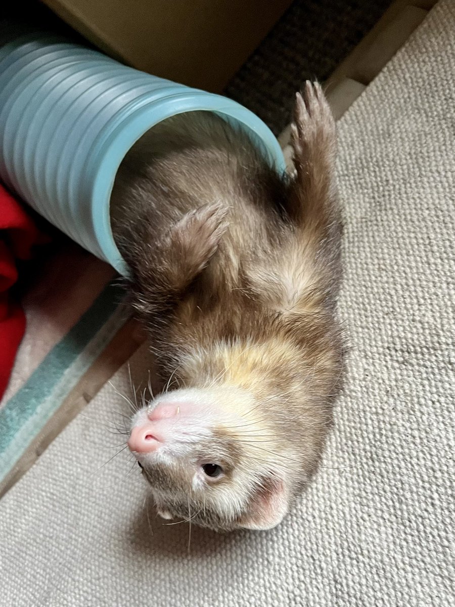 kiruLi's tweet photo. トンネル遊び���いちばん好き💕

 #つイタチだしイタチの画像上げていこうぜ #つイタチ #ferret #フェレット #イタチ https://t.co/YFSPW1vhJM