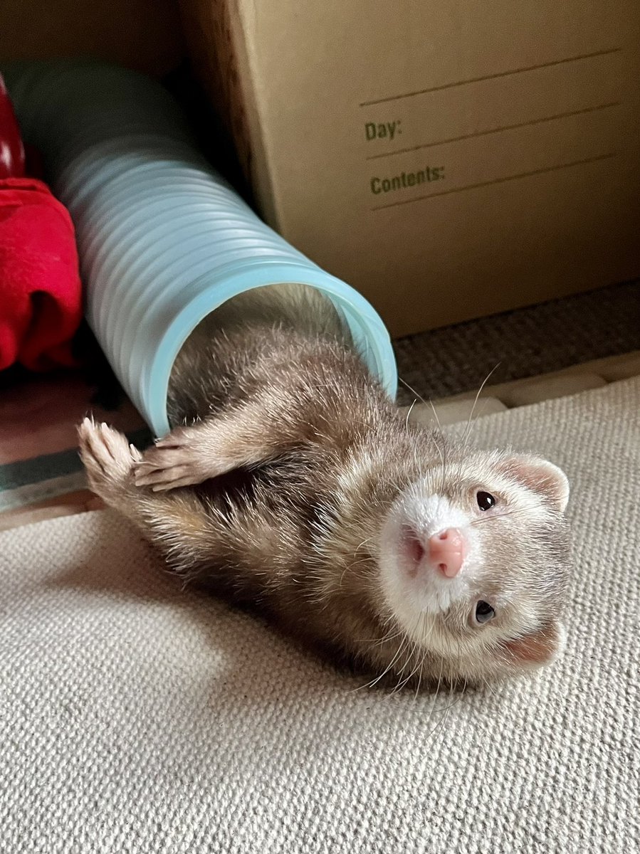 kiruLi's tweet photo. トンネル遊び���いちばん好き💕

 #つイタチだしイタチの画像上げていこうぜ #つイタチ #ferret #フェレット #イタチ https://t.co/YFSPW1vhJM