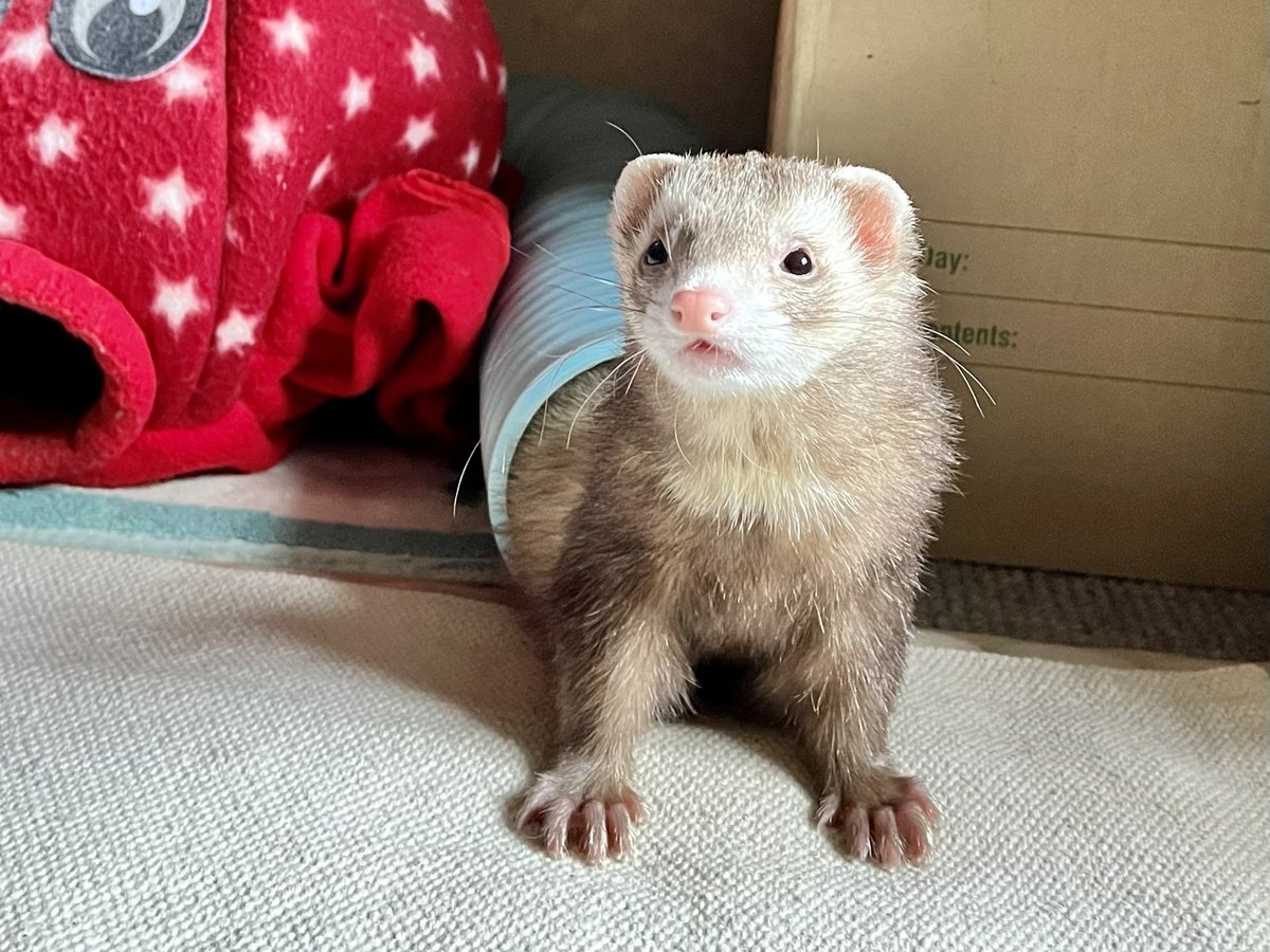 kiruLi's tweet photo. トンネル遊び���いちばん好き💕

 #つイタチだしイタチの画像上げていこうぜ #つイタチ #ferret #フェレット #イタチ https://t.co/YFSPW1vhJM