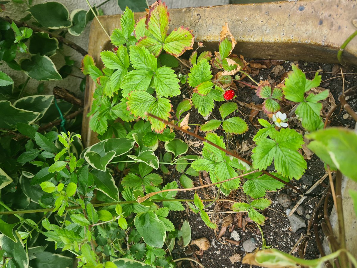 Beautiful morning here in Dublin as we wait for our learners to attend their training.Today is agency training for carers
As we wait for them to arrive,we could not help but share this stunning pic of our little strawberries growing in the front of our training venue 😍