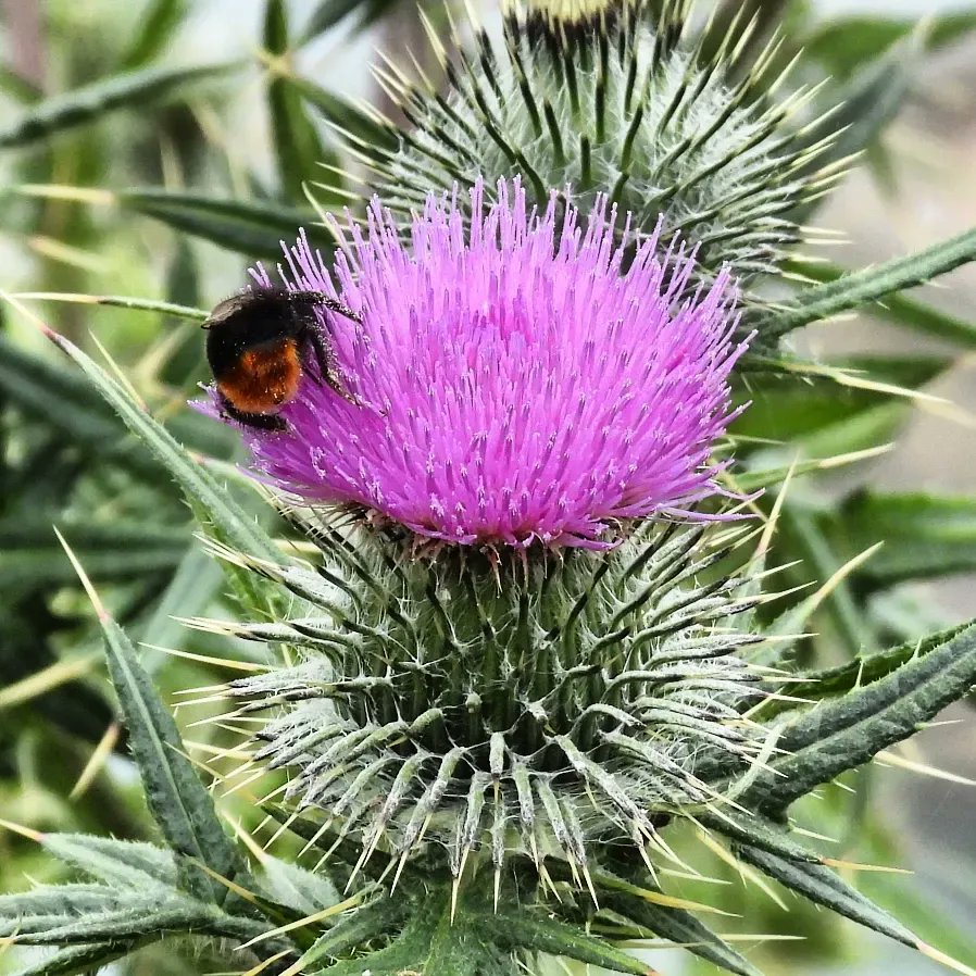 Bee on thistle.
We saw many insects on the thistles as we walked along the coast, they're clearly a great source of food. <a href="/BumblebeeTrust/">Bumblebee Conservation Trust</a>
