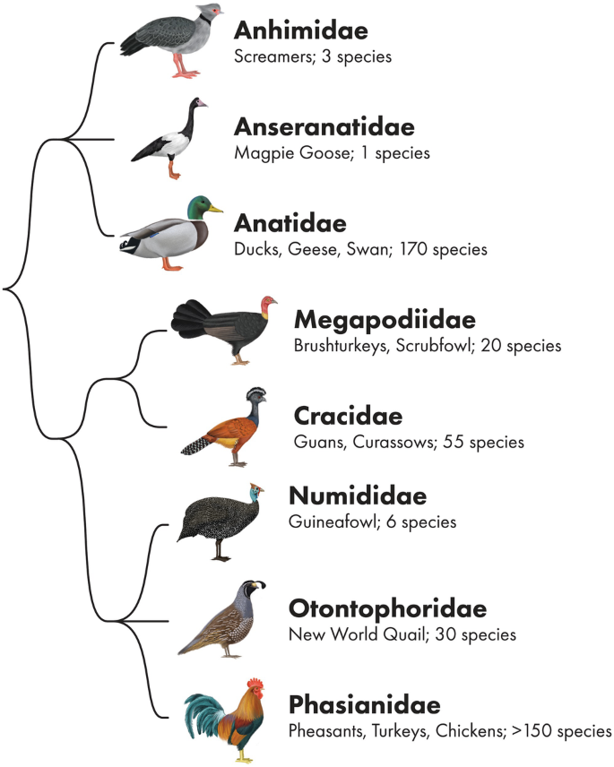 cronicasdefauna's tweet photo. Aunque no parezca obvio o intuitivo, taxonómicamente hablando las anátidas (patos, gansos, cisnes...) y las gallináceas (gallos, perdices, pavos, faisanes...) están relacionadas entre sí ya que descienden de un antepasado común, formando un grupo denominado Galloanseres https://t.co/6xLXct7KJ8