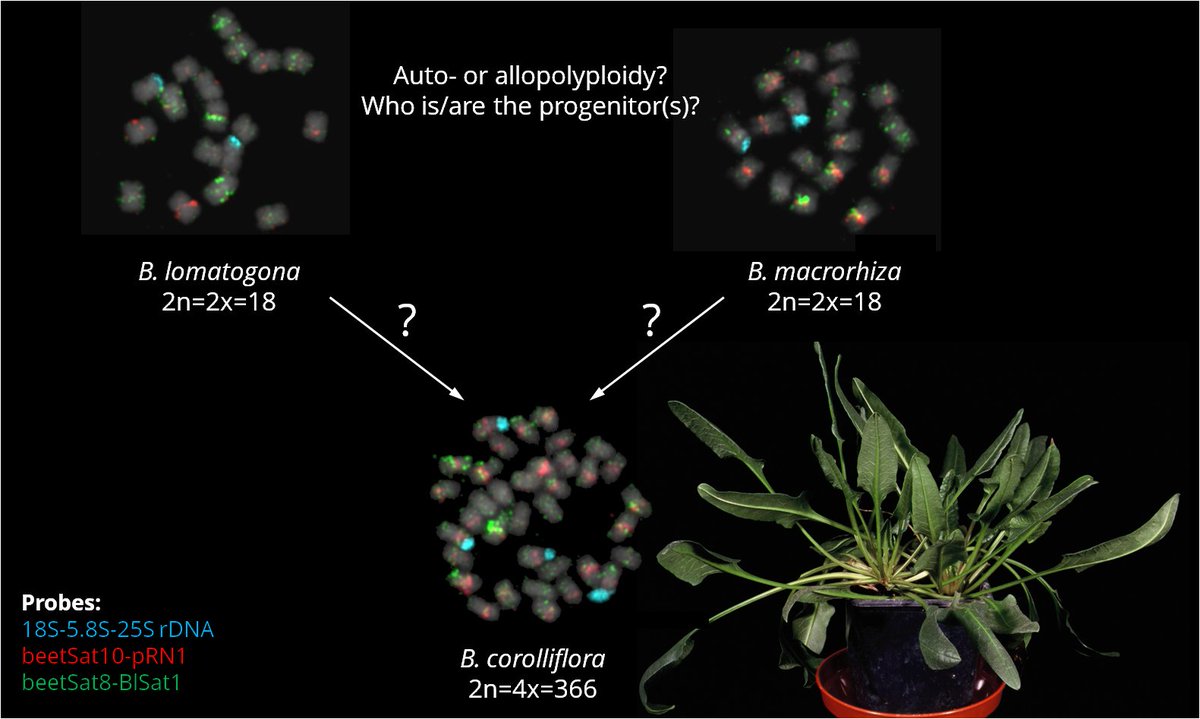Combining pangenomes and cytogenetics, we look deeply into beets and wild beets that harbor salt and frost tolerances.  

Especially relevant is the tetraploid wild beet Beta corolliflora, and you can now read how this species originated. 

biorxiv.org/content/10.110…

#polyploidy