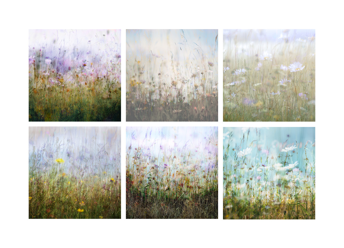 A few images I made of local chalk grasslands, because it's #NationalMeadowsDay