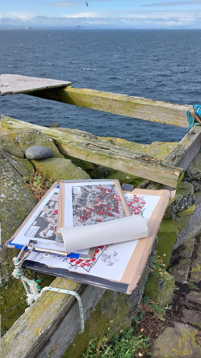 UKCEHseabirds's tweet photo. First proper westerly wind in ages. Recording sheets tied down, hat stapled to head, binoculars rammed in eye sockets. But the Razorbills are wind dancing a metre away. The best auk, surely? Discuss @TheSeabirdGroup @UK_CEH @SteelySeabirder @nature_scot @Natures_Voice https://t.co/r9Wu9pnKTP