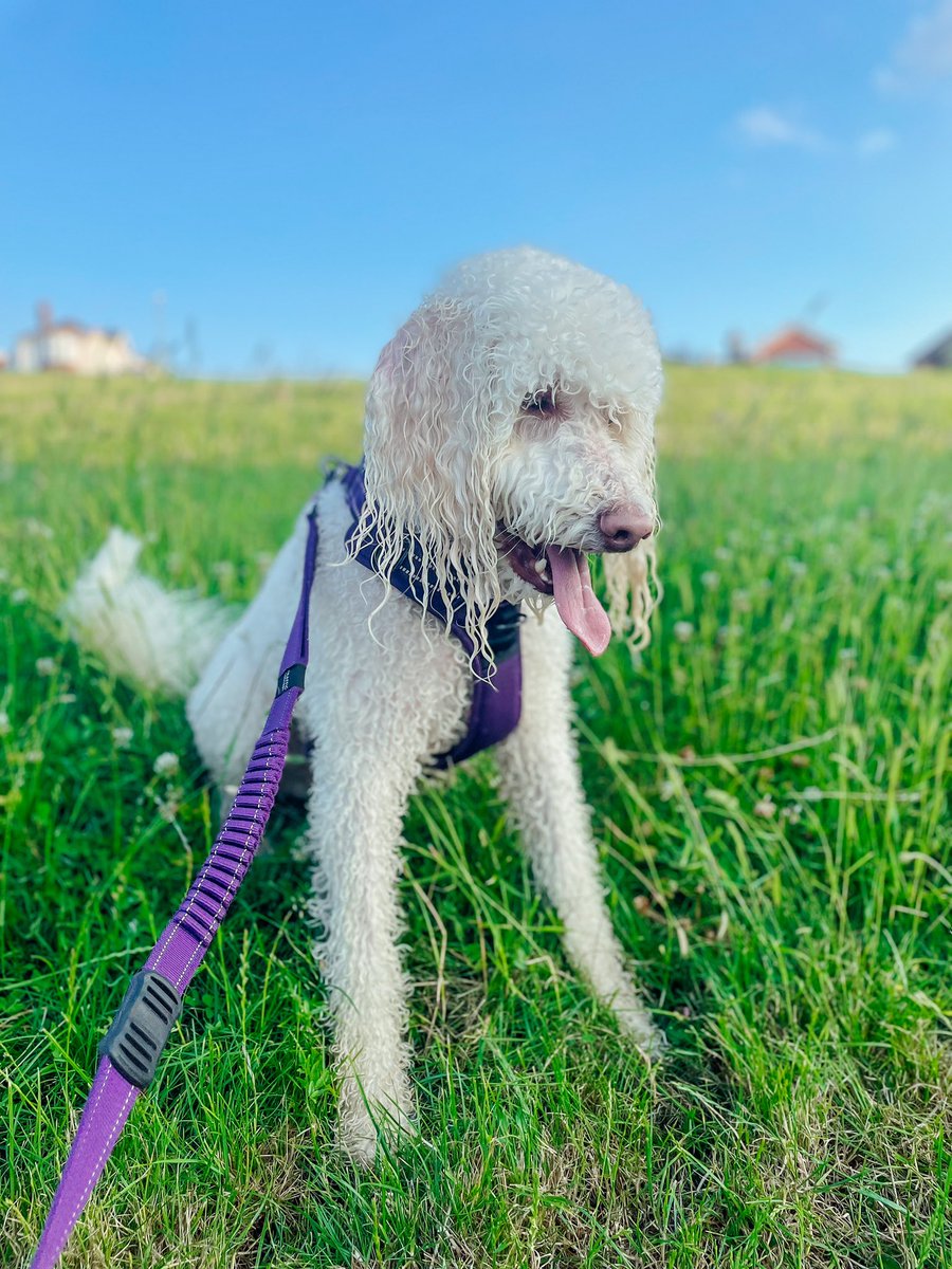 charthorrr's tweet photo. @CaraLisette This is Jasper 🐾 https://t.co/aSgBi5Tshj