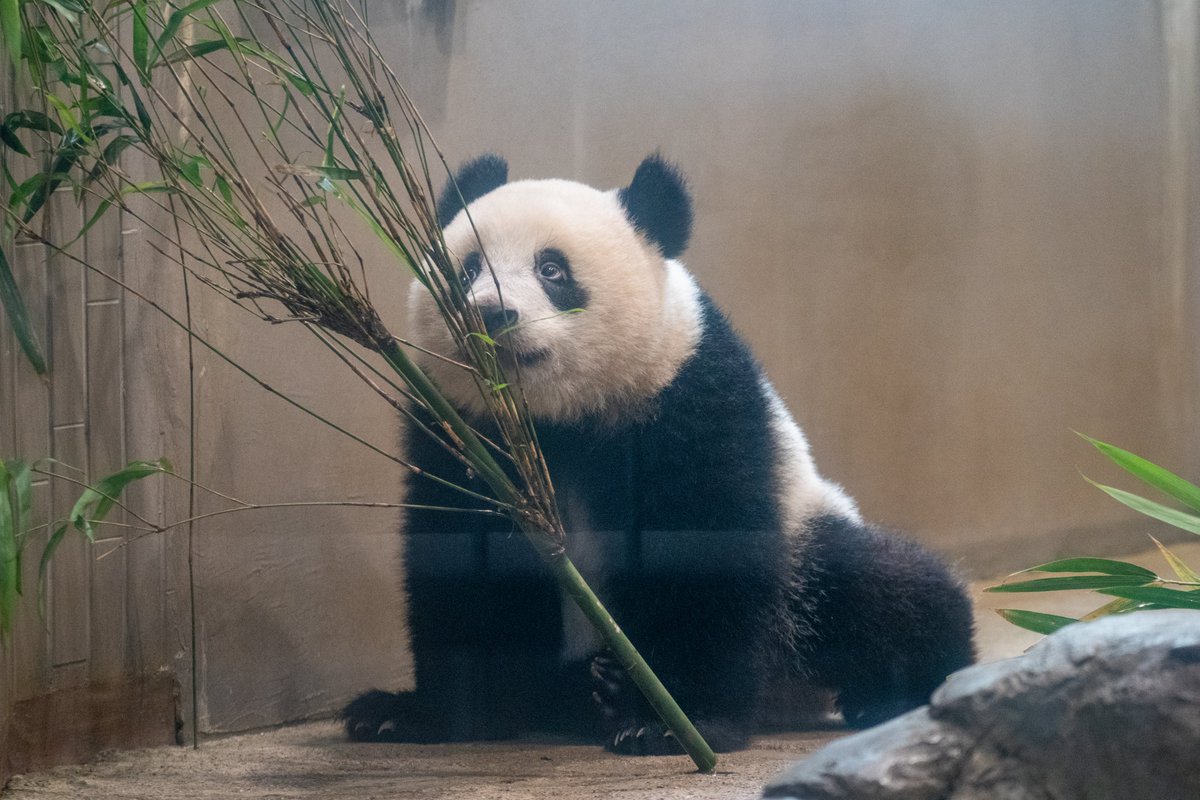 5年前のシャンシャン 🤭
2018.07.01 📷
#シャンシャン  #xiangxiang 
#パンダ #panda