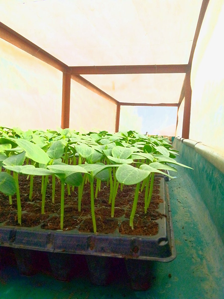 Hello veggies farmer's 🫑🍅🍉🥬🌽 today 01/07/2023 my cucumber 🥒🥒 seedlings 🌱🌱 countineusly grow 😍 which is ready to transplanted into the fermanant field.  #stop hunger move the world 🍃🍅🍉🥬🌽#
@enzazaden 
@eastwestseed 
@UNBiodiversity 
@BSCNews 
           🌱🫑🥒🌱
