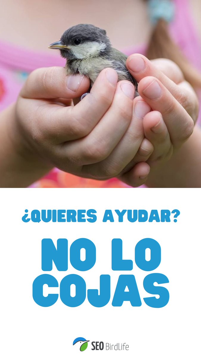 SEO_BirdLife's tweet photo. Cuando un pollo está completamente recubierto de plumas🪶, es probable que su situación fuera del nido sea completamente normal, voluntaria, y no requiera ningún tipo de intervención por nuestra parte. 
ℹ️ https://t.co/c3T0sAhtH9
⛔️#NoLoCojas https://t.co/ZYpE2ZzPX8