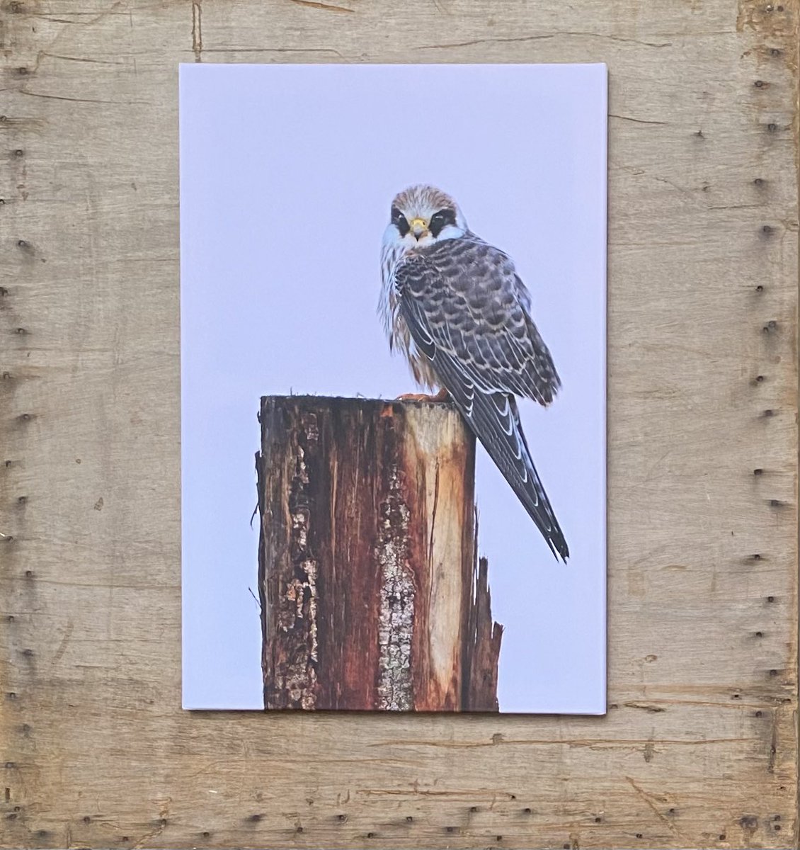 TopvanTexel's tweet photo. Vandaag, zat 1 juli is het #Polderdag in #Rhoon. Van 10 tot 17 uur zijn er activiteiten door de hele polder. Op boerderij de #Vossenburg is een foto-expositie waar ook mijn foto’s van de polder hangen! Alle canvassen zijn te koop en het geld gaat 100% naar het goede doel! https://t.co/Q2R00cTOTF
