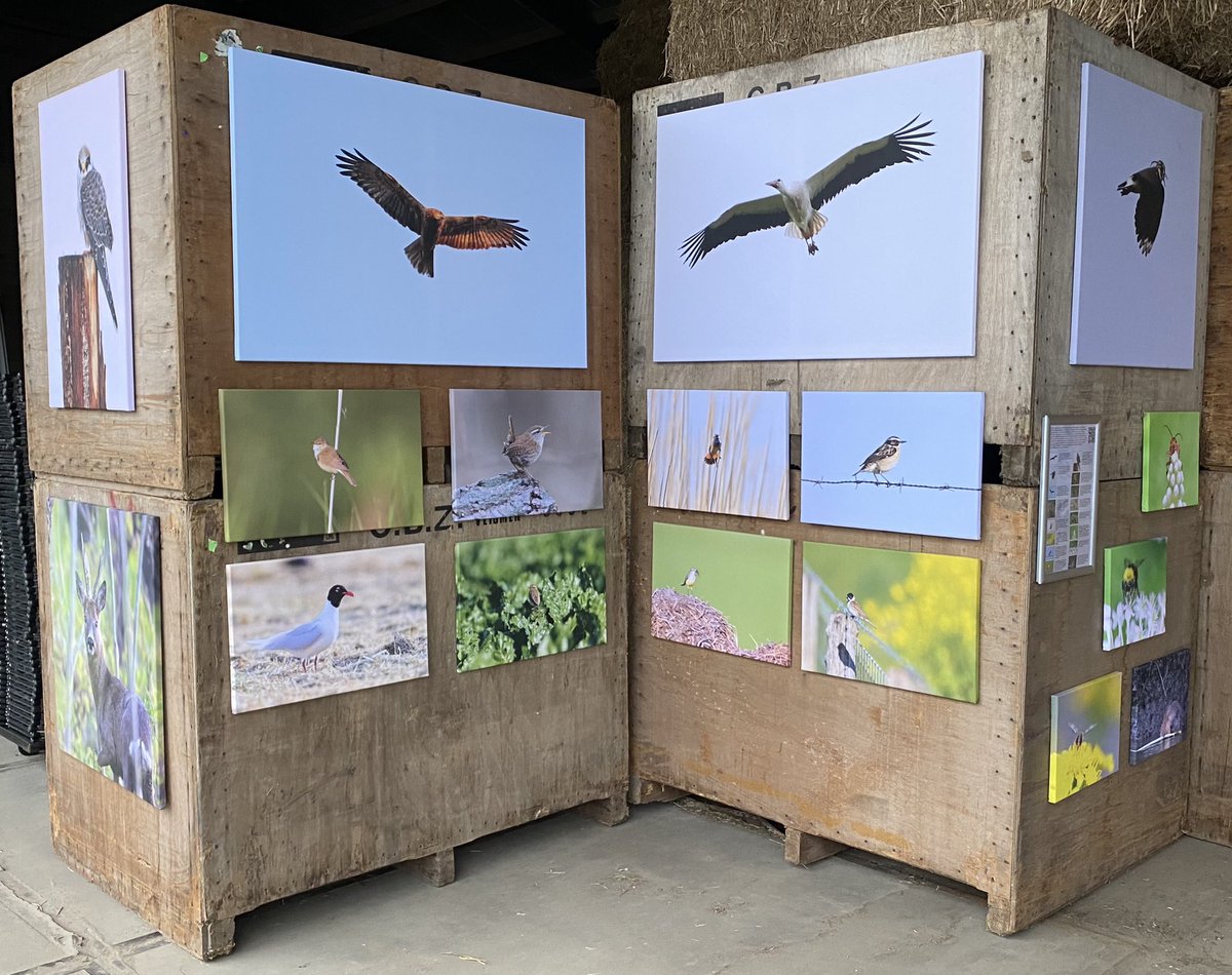 TopvanTexel's tweet photo. Vandaag, zat 1 juli is het #Polderdag in #Rhoon. Van 10 tot 17 uur zijn er activiteiten door de hele polder. Op boerderij de #Vossenburg is een foto-expositie waar ook mijn foto’s van de polder hangen! Alle canvassen zijn te koop en het geld gaat 100% naar het goede doel! https://t.co/Q2R00cTOTF