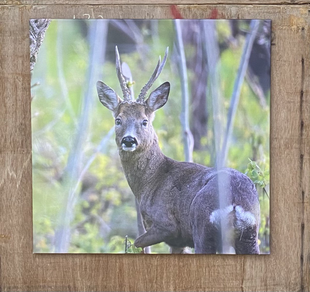 Vandaag, zat 1 juli is het #Polderdag in #Rhoon. Van 10 tot 17 uur zijn er activiteiten door de hele polder. Op boerderij de #Vossenburg is een foto-expositie waar ook mijn foto’s van de polder hangen! Alle canvassen zijn te koop en het geld gaat 100% naar het goede doel!