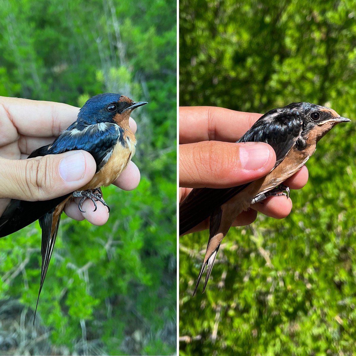 Adult vs juvenile Barn Swallow (Hirundo rustica).  #birdbanding #birdresearch #RioGrandeBirdResearch #ornithology #barnswallow #swallows