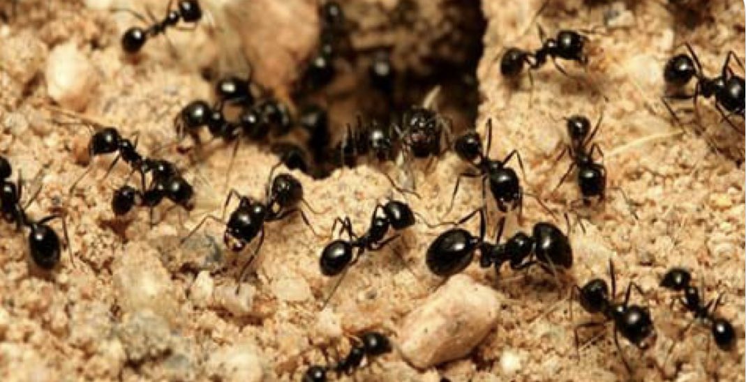 GPMPestControl's tweet image. July is here which, unfortunately, means ants are too! Luckily, we’ve got a #pestguide to help you identify different kinds of #ants and prevent an #infestation. pestworld.org/pest-guide/ant… Call GPM 423-517-PEST