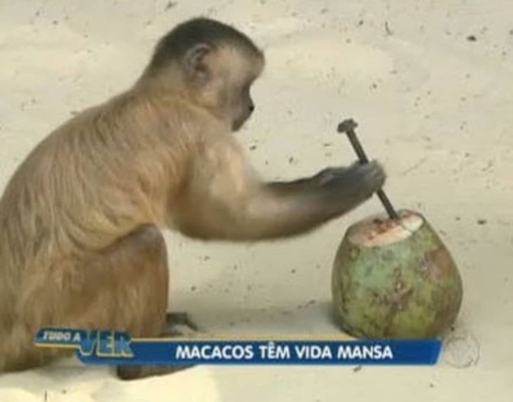 isso é o mais puro suco do Brasil tweet media