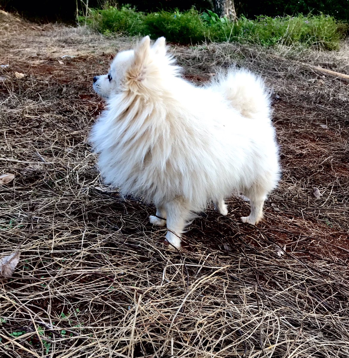 Sinomq1's tweet photo. My dogs #dog , #pet https://t.co/AUoNlLxZVZ