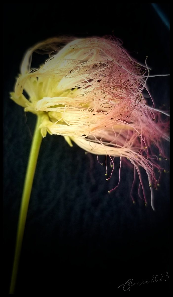 My new favorite. 
#explorepage #floralphotography #strange #plants #NaturePhotography