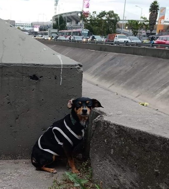 Animalitos Perdidos tweet media
