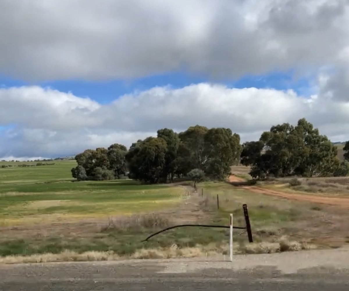 Have many years in a row is too much. This is the 4th year. When am I allowed to load up with roundup and wipe them out completely. Have their sheep all summer and spray me out over winter.