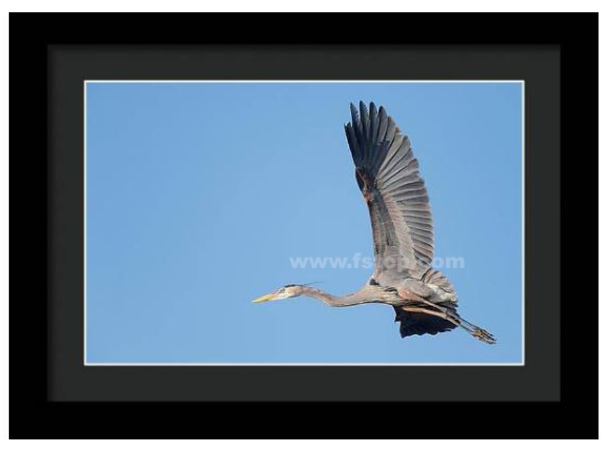 Great Blue Heron in Flight!

fineartamerica.com/featured/great…

#wildvisiondotcom
#puttaswamyravishankar
#perfectgift #ಪುರಶಂ #fstopdotcom #bangaloredotcom #nature #naturephotography #BuyIntoArt #AYearForArt #Art #cosmictouchdotcom #visualrhythmcampus