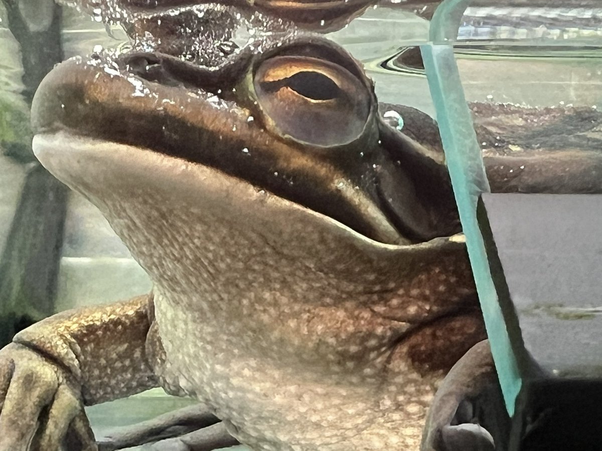 Best way to end the FY, a behind the scenes tour of <a href="/symbiozoo/">Symbio Wildlife Park</a> to check out Bellinger River Snapping Turtles, Mixophyes &amp; Litoria. Got a few up close encounters too. Caught up with <a href="/HoggCarolyn/">Prof Carolyn Hogg</a> and <a href="/Hollyvnelson/">Holly</a> to hear their next plans for BRST genetics under #SavingourSpecies