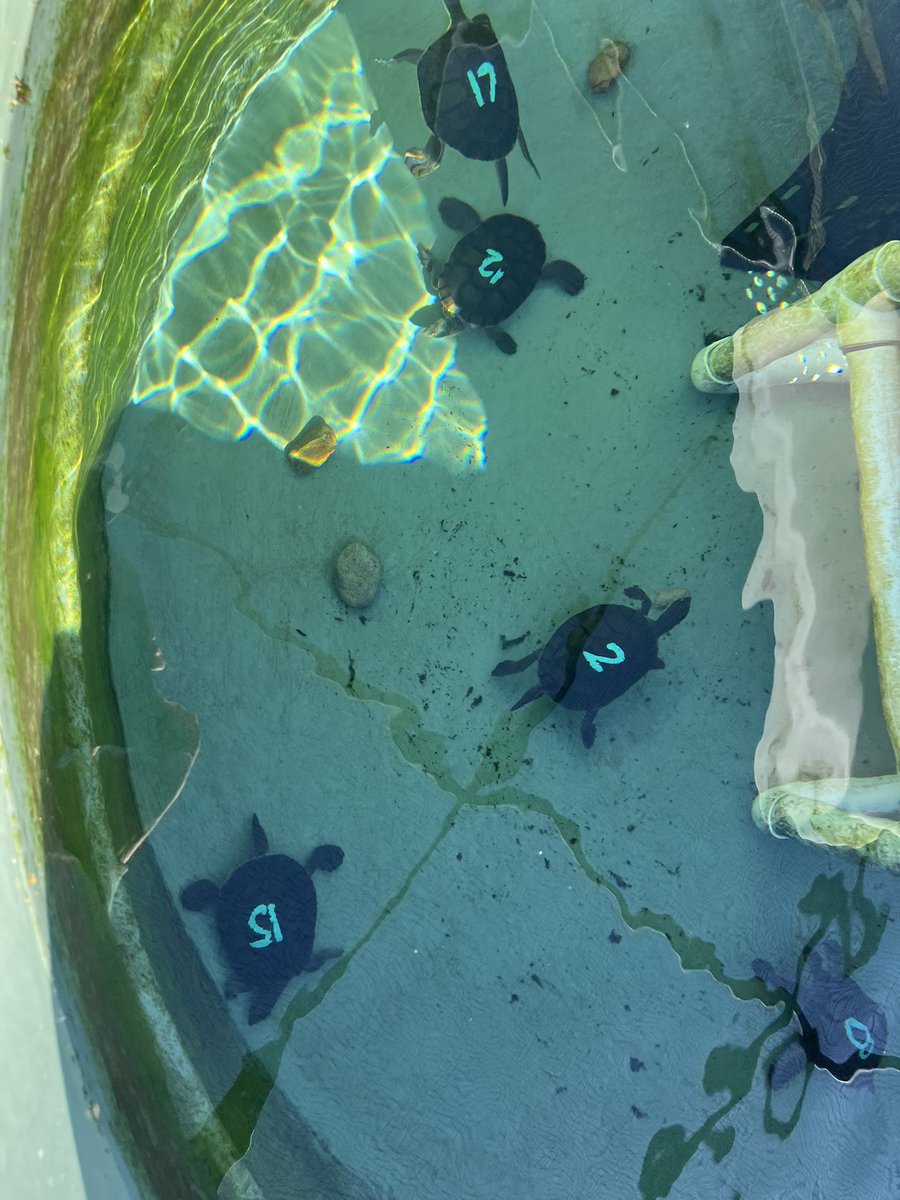 foolforaclient's tweet photo. Best way to end the FY, a behind the scenes tour of @symbiozoo to check out Bellinger River Snapping Turtles, Mixophyes &amp; Litoria. Got a few up close encounters too. Caught up with @HoggCarolyn and @Hollyvnelson to hear their next plans for BRST genetics under #SavingourSpecies https://t.co/C2OCBdvkd8