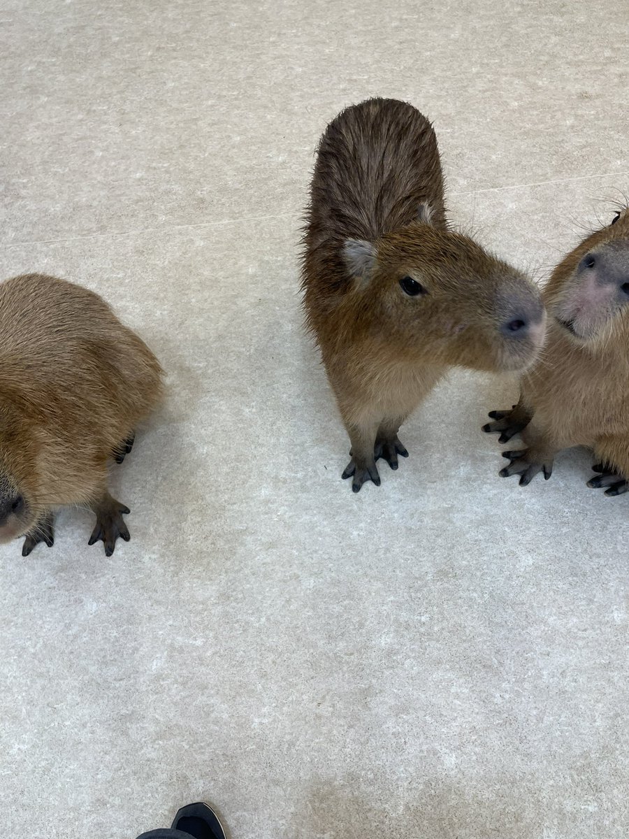 もっとちょーだい！

 #アニタッチ土浦
 #カピバラ
 #capybara
 #水豚