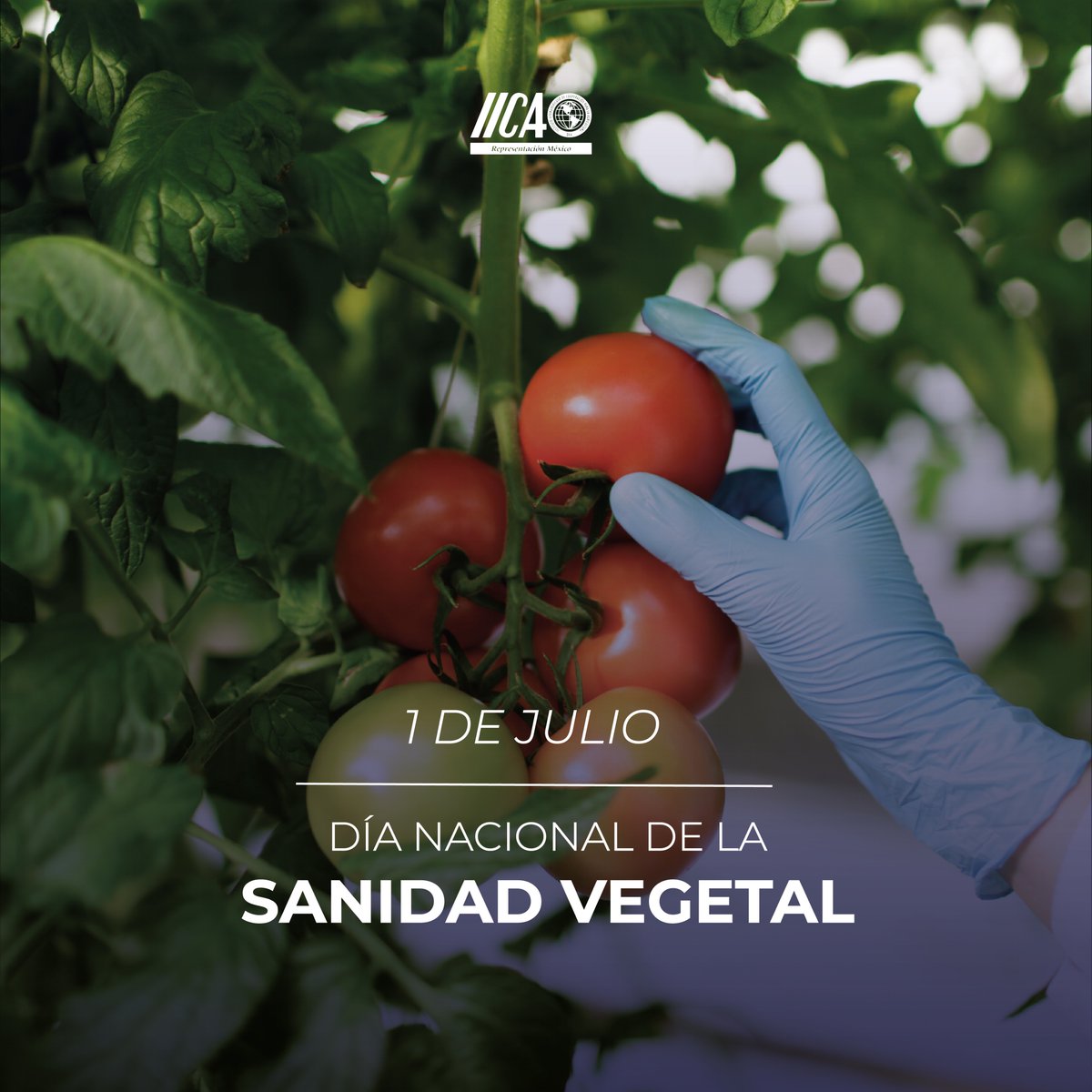 En este día fomentamos la concientización sobre la fitosanidad para producir alimentos seguros y avanzar en la autosuficiencia alimentaria, entendiéndose como la disciplina encargada de la prevención y atención de la propagación de plagas.