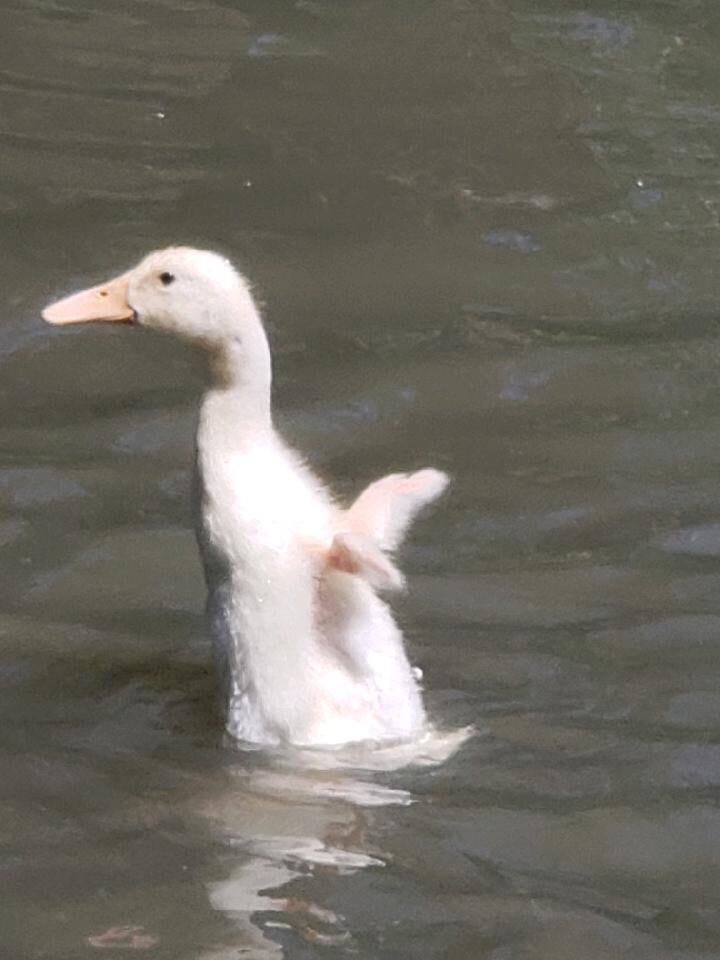 Cute duck