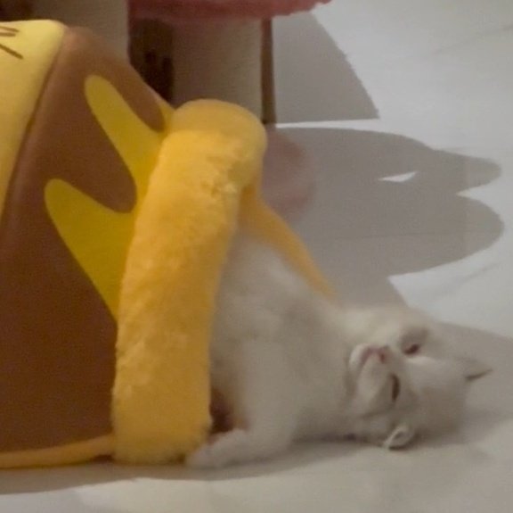 like dady                            like daughter