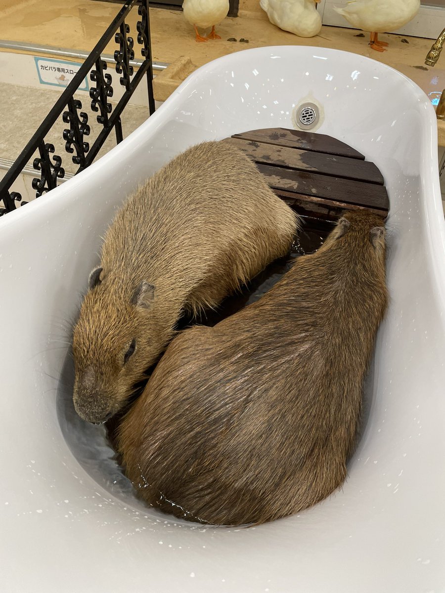 今日もぎゅうぎゅう(笑)

 #アニタッチ土浦
 #カピバラ
 #capybara
 #水豚