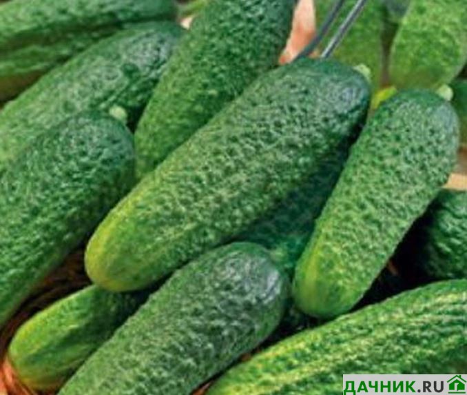 Da4nikR's tweet photo. Рекомендации по июльской посадке огурцов в открытый грунт от нашего эксперта

Огурцы выращивают практически на каждом огороде. Обычно в мае в домашних условиях занимаются рассадой, а когда грунт и воздух прогреются, её пересаживают на постоянное…
https://t.co/bFrxsGJBq3 https://t.co/dS2TITah6c