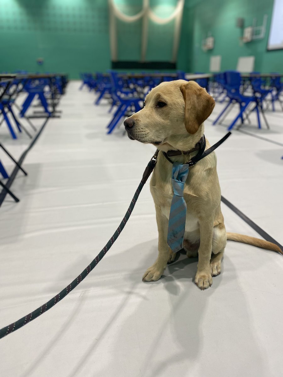 The exam hall can be an intimidating place.

Our Therapy Dog Farley enjoyed meeting a young lady yesterday and helping to ease her anxiety before her mocks

PS- he passed his SITs 😉