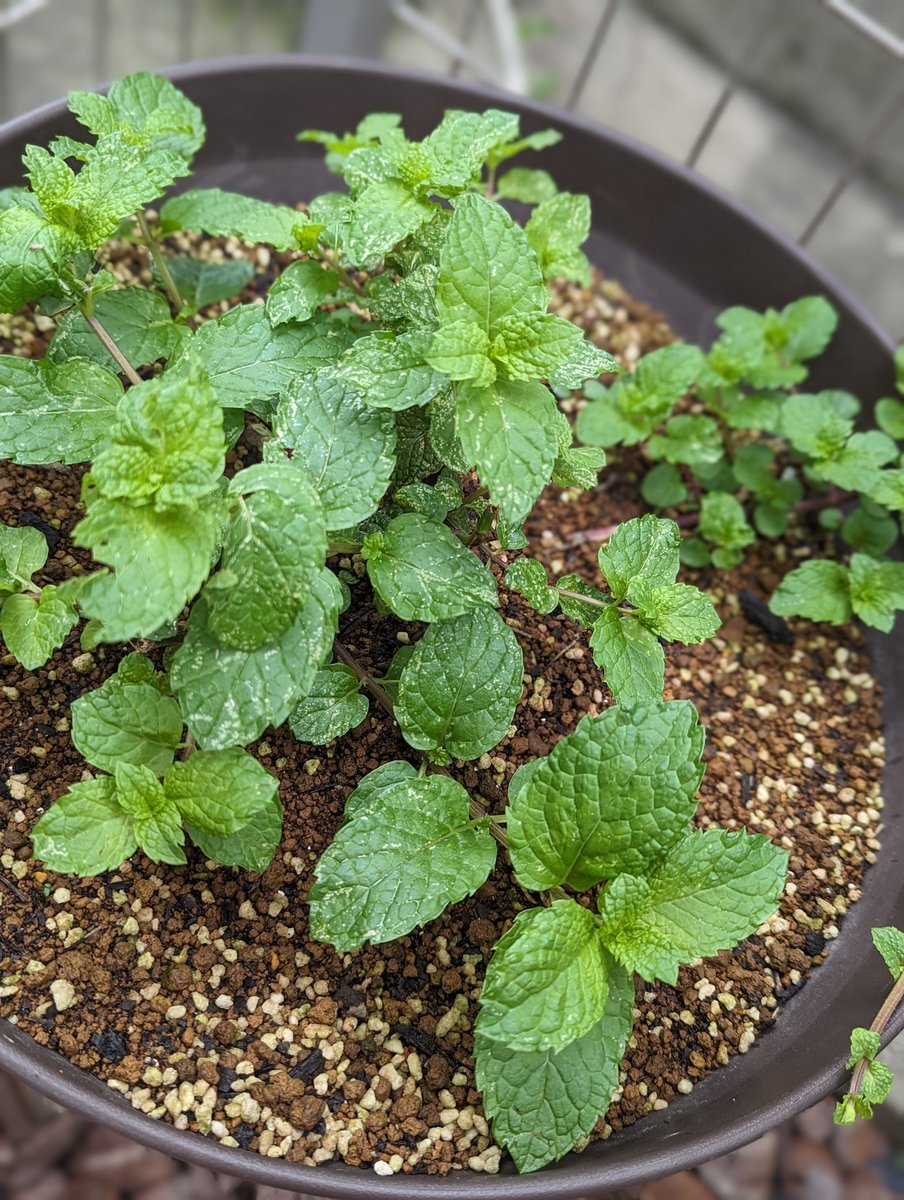 bu_2029's tweet photo. この春、種から育てたバジルちゃん🌱
順調に育ってる〜

タイムとミントもすくすく🌱 https://t.co/AlNhjGz5Db