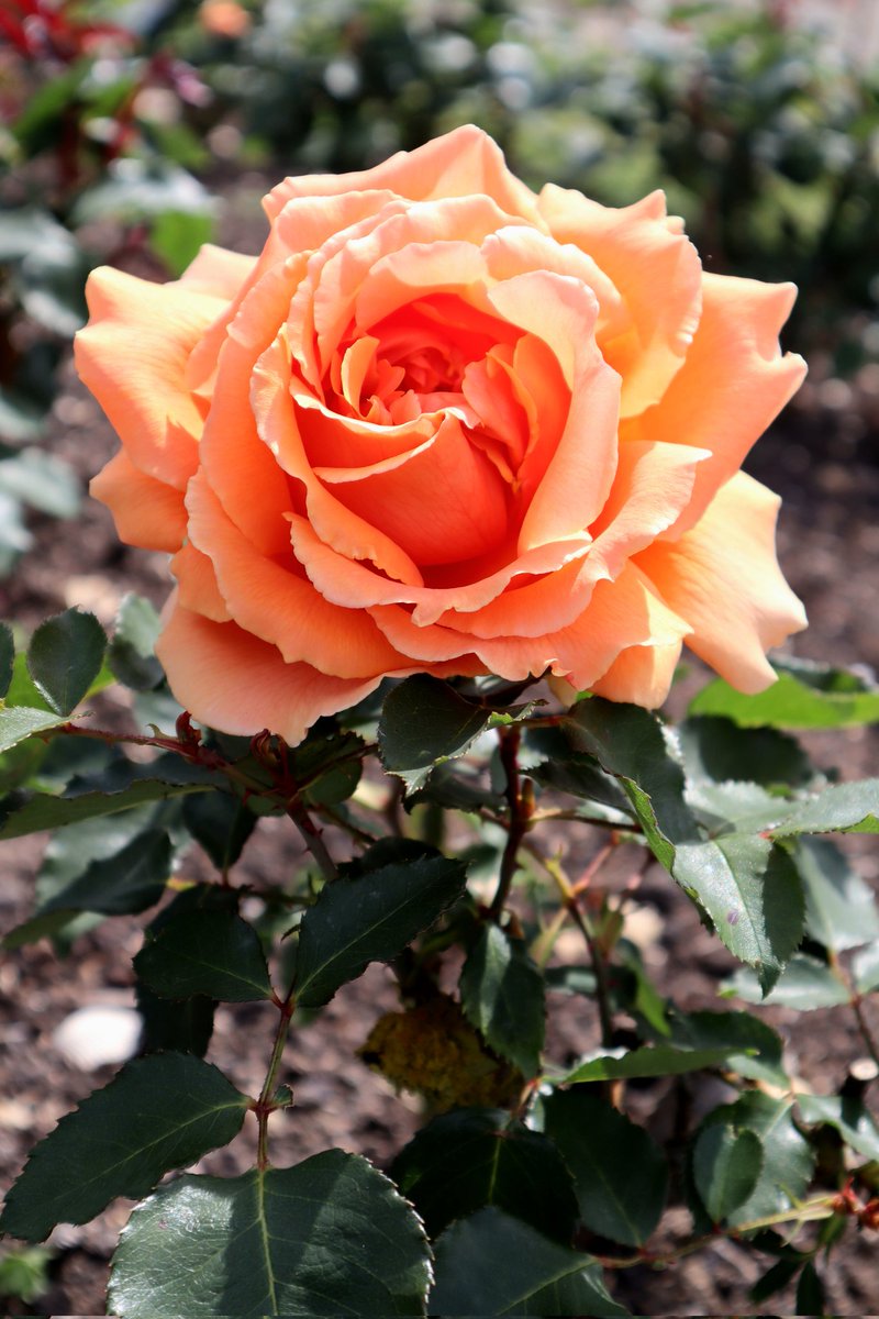 Have a lovely weekend! 🌷🌞🌷

#nature #relax #calmcado