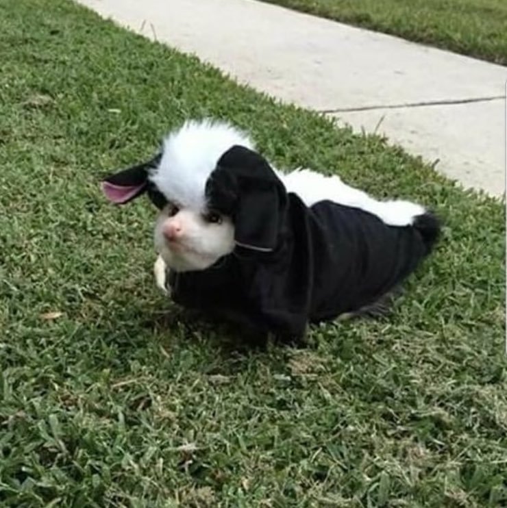 Possumeveryhour.io tweet media