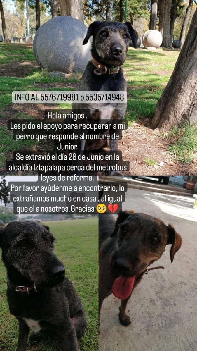 Por favor compartan, es el perrito de mis sobrinas 🥺