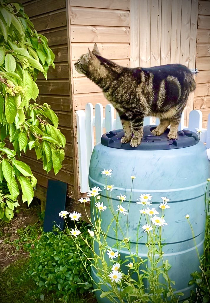 A #Caturday #Hedgewatch for #1stJuly. 
#CatsOfTwitter 🌳🤗🌳