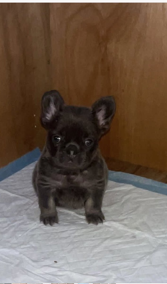 7 weeks old tiny full fluffy girl #fluffyfrenchies
