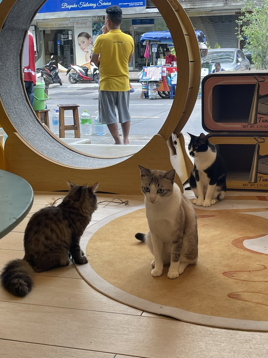 pimmynhango's tweet photo. Asokpethouse ร้านคาเฟ่ที่รับแมวถูกทิ้ง + มีโซนให้ adopt แมว 
📷Ig: asokpethouse 

- ร้านอยู่ซอยข้าง terminal 21 อโศก (เดินทางลง bts อโศก) 
- เปิดทุกวัน 8:00 - 22:00
- โซน adopt แมว เปิดทุก เสาร์ - อาทิตย์ (เจ้าหน้าที่จาก pawsbangkok) 

รายละเอียดของร้าน ⬇️(1) https://t.co/MxlRwvW9Xm