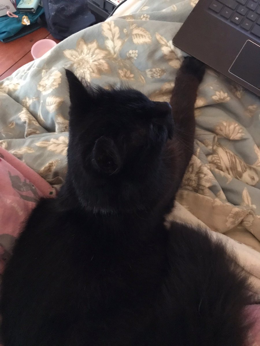 leafy_wild's tweet photo. Afternoon nap in a comfy place. #BlackCat #catsandsoup #cutecats #Cat #cats https://t.co/cBaXyGkS2v