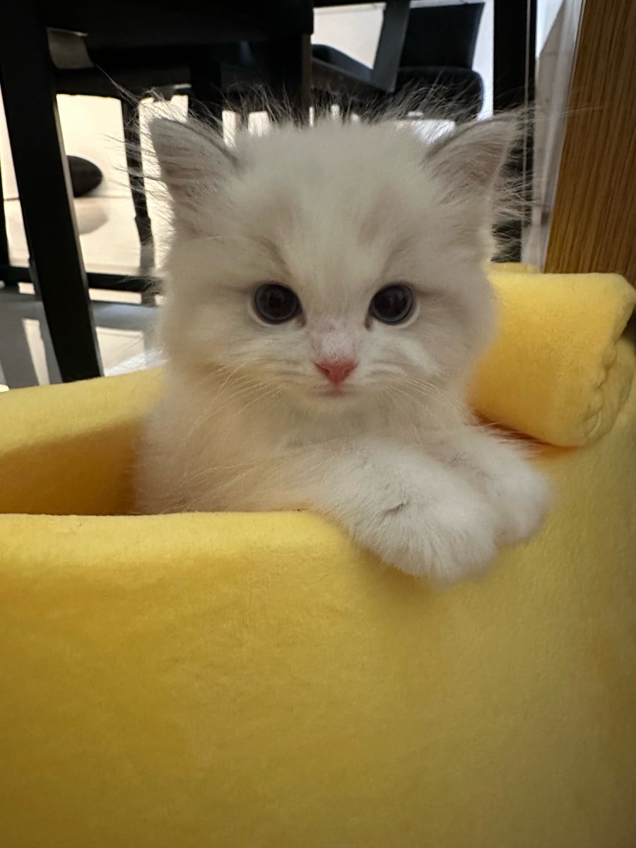 the813Degrees's tweet photo. ปะปี๊ส่งรูปลูกสาวอีกคนมาให้ดูแล้ววว น้องลูซี่ น่ารักมากกกกกก คนสวยของปะปี๊เขา 😭 https://t.co/TnuUpEqq5r
