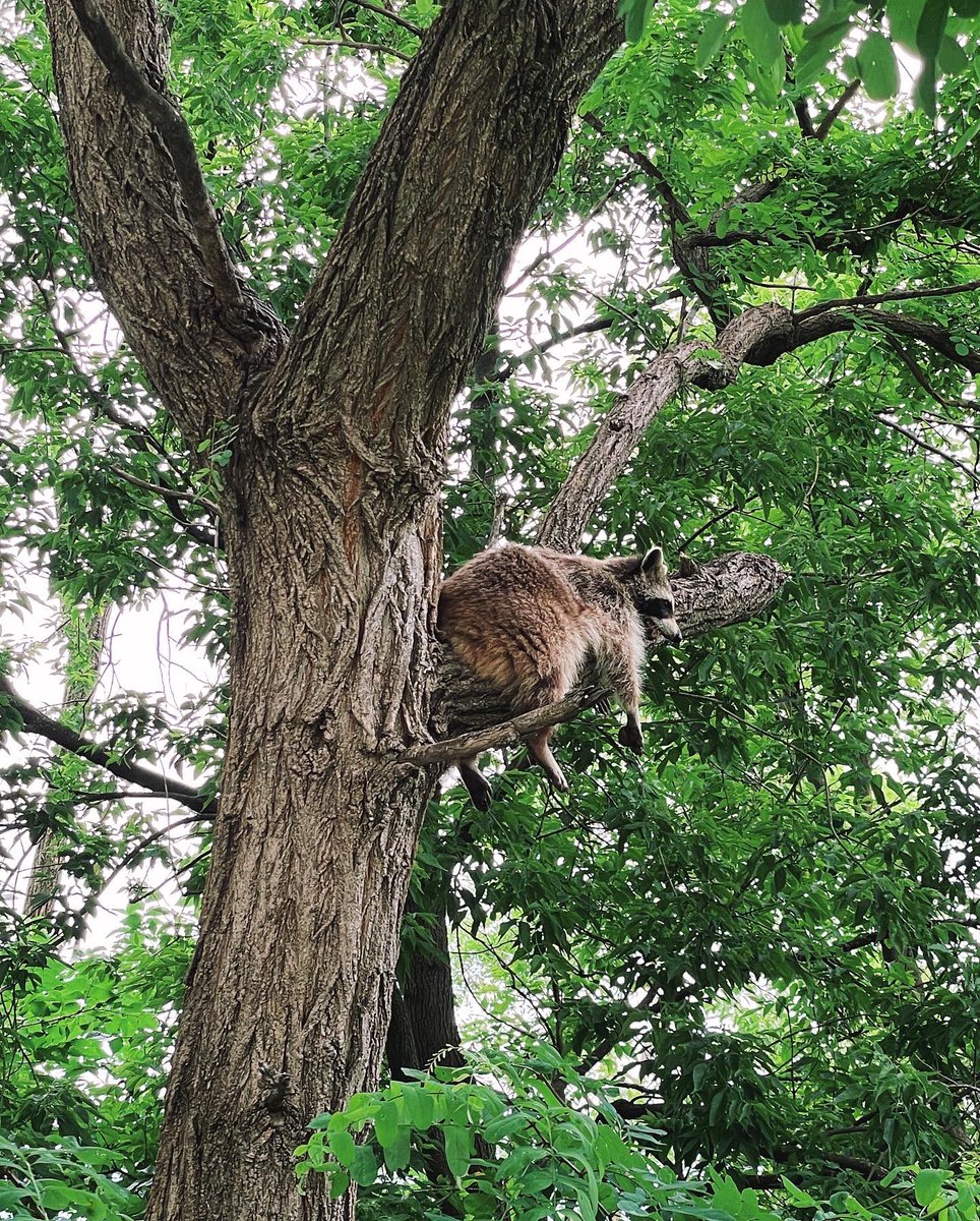 i0livier's tweet photo. 🦥 Bon 1er juillet ! #FindThe🦝 https://t.co/cgBjIpO5Yq
