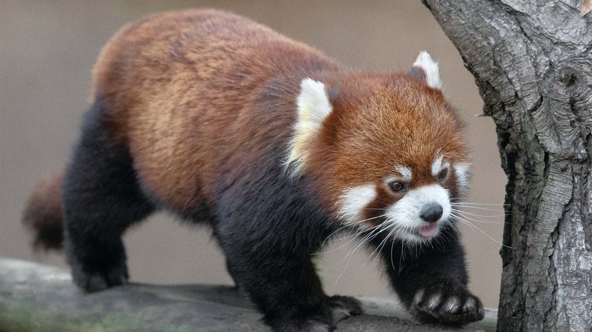 Red Panda Every Hour! (@redpandaeveryhr) on Twitter photo 