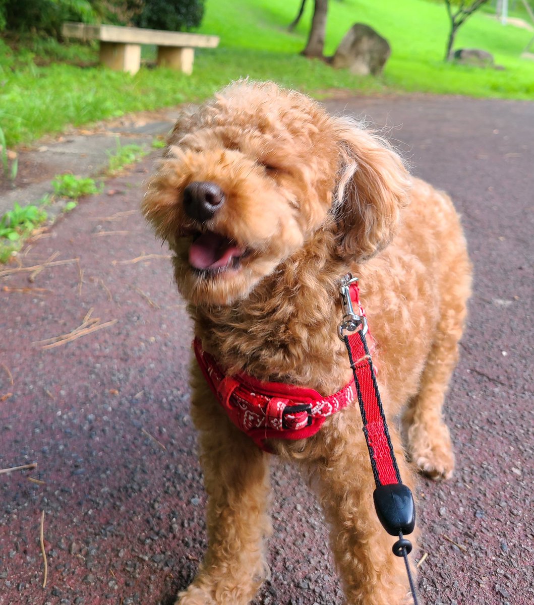 蒸し暑いから早くお家に帰りたいみたい・・・(☁️曇り空だから、お散歩に連れ出したのですが😞)

#トイプードル #犬のいる生活 #犬好き #犬好きさんと繋がりたい