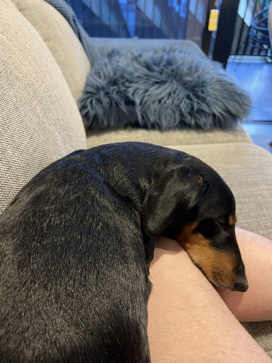Sleepy sausage 🥹